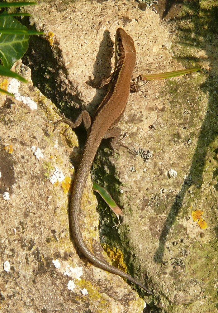 Gower morph © Dan Forman